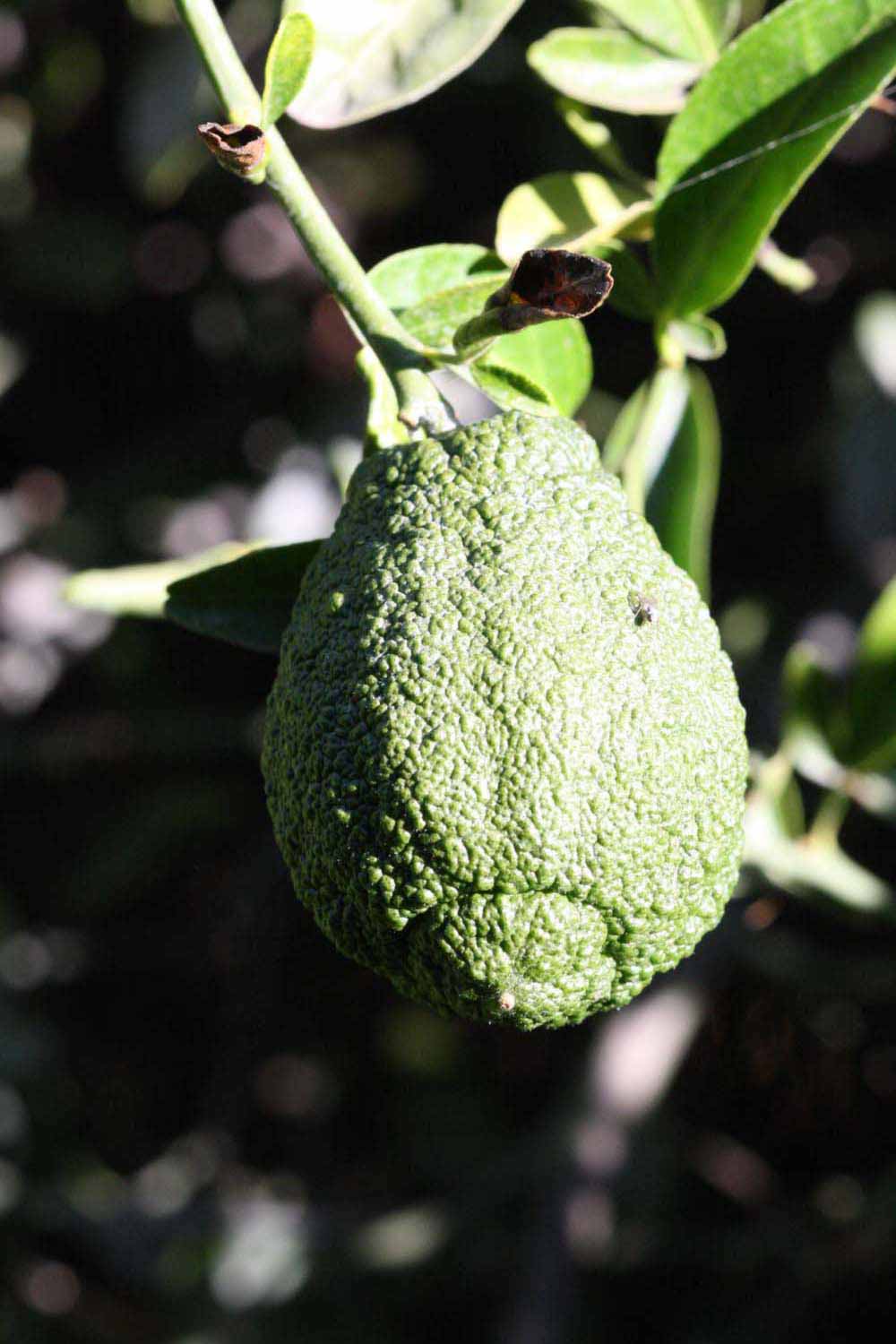            Immature fruit (Riverside, CA)   